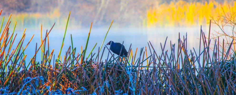 Alpine Valley Getaways nature 2 01