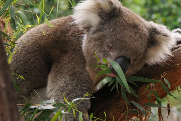 Our Partnership with 15 Trees