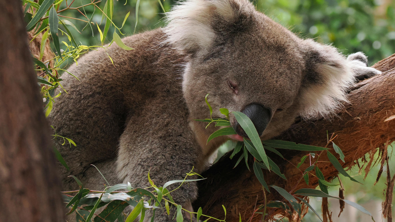 Our Partnership with 15 Trees