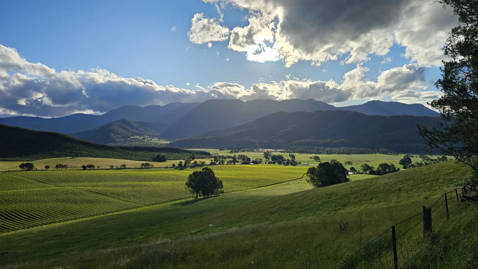 Wandiligong hedge maze and orchards near Bright, Victoria High Country