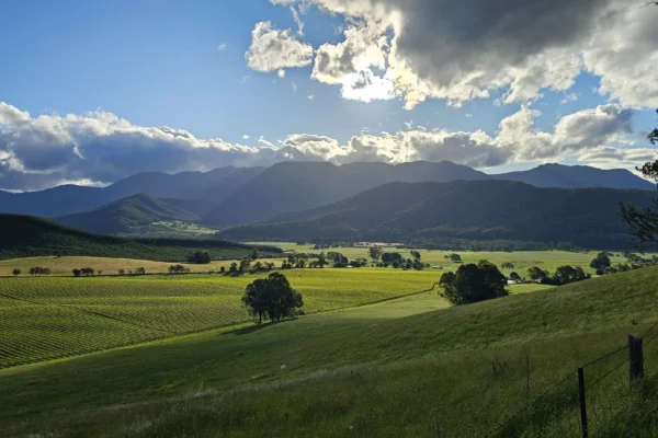 Wandiligong hedge maze and orchards near Bright, Victoria High Country